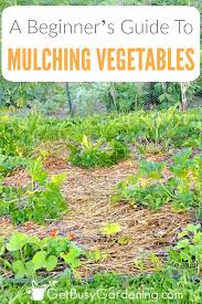 Check spelling or type a new query. Beginner S Guide To Mulching A Vegetable Garden Get Busy Gardening