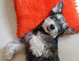 One with everything he was born with. Top 5 Best Hypoallergenic Breeds Petland Texas