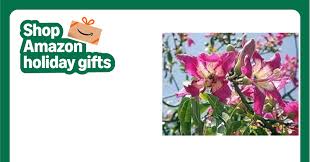 Image result for Kotschya speciosa