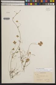 Image result for Marsilea villifolia