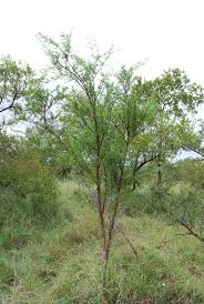 Image result for Acacia exuvialis