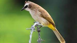 Download suara burung kacer mp3 offline google play. 9000 Gambar Burung Trucukan Hd Paling Baru Gambar Id