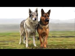 German Shepherd Vs Wolf Difference And Comparison