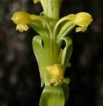 Image result for Satyrium chlorocorys