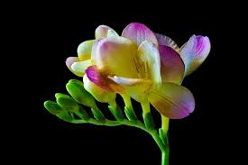 Freesia Bloom Flower Close Blossom Spring 20 Inch By 30 Inch Laminated Poster With Bright Colors And Vivid Imagery Fits Perfectly In Many Attractive Frames Wa Freesia Flowers Bulb Flowers Beautiful Flowers Pictures