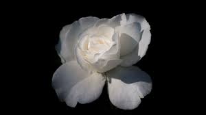 We did not find results for: Desktop Wallpapers Rose White Flowers Closeup Black 2560x1440