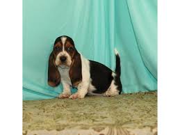 Find bassador dogs and puppies from florida breeders. Basset Hound Petland Fort Walton