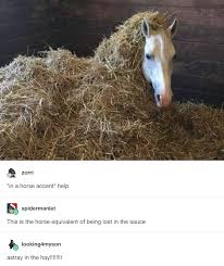 18 Delightfully Random Tumblr Posts About Animals Funny Tumblr Posts Animals Tumblr Funny