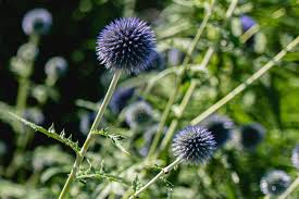 Image result for globe thistle