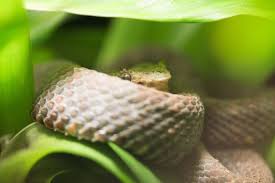 Snakes Of The Reptile Building Toledozoo Reptiles Snake Animals