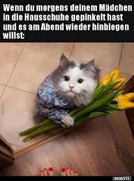 Pin Von Chiara Edelmann Auf Bilder Mit Spruchen Katze Lustig Katzen Lustige Spruche Lustig