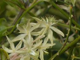 Image result for Clematis costata