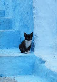 Chefchaouen The Blue City Of Morocco Cats Kitten Little Kittens