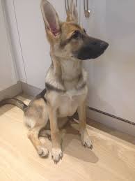 Short haired german shepherds are not disqualified from show rings, but they don't seem to be favored as much by the medium length, plush. Short Haired German Shepherd Galhairs