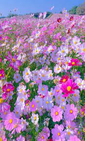 Among A Sea Of Flowers Beautiful Flowers Cosmos Flowers Flower Garden