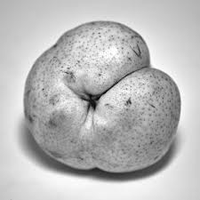 1886 edward henry weston is born march 24, in highland park, illinois. Pear Richard S Notes