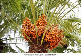 The pejibaye palm is a native costa rican palm. Palm Tree With Bright Orange Fruits Clode Up Canstock