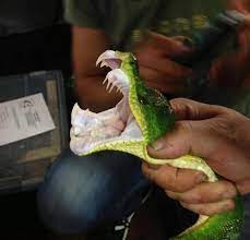 They need them for holding on to birds in the. The Terrifyingly Large Teeth Of The Emerald Tree Boa Which Happen To Be The Proportionally Largest Teeth Of Any Other Non Venomous Snake Natureismetal