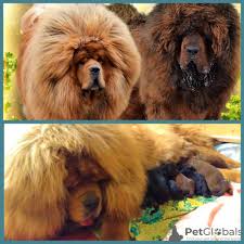Family raised english bulldog puppies for sale. Tibetan Mastiff For Sale In The City Of Kaluga Russian Federation Price Negotiated Announcement 8716
