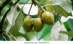 Image result for Manilkara kauki