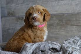 Recherche goldens is a dedicated english cream golden retriever breeder and trainer. English Golden Retriever Puppies For Sale In Iowa The Y Guide