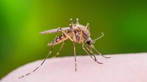 Also, be sure to spray the sides of buildings, tree trunks and wooden fence posts to a height of 6 feet when spraying for ticks. 5 Ways To Keep Mosquitoes Away Consumer Reports
