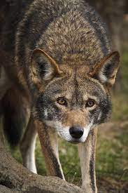 The Red Wolf Was Declared Extinct In The Wild In 1980 But Fortunately A Captive Breeding Program Enabled The Species To Be Reintr Red Wolf Baby Wolves Animals