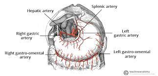 Blood supply of stomach from coeliac trunk. The Stomach Structure Neurovasculature Teachmeanatomy
