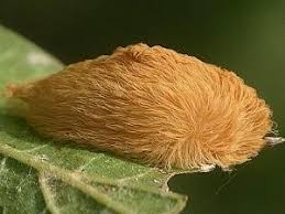 We did not find results for: Puss Moth Caterpillar It S Cute Furry And Venomous Nature S Poisons