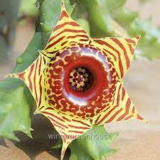 The Cool And Unique Plants To Know