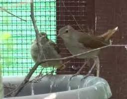 17 september 2019 658 kategori flamboyan jantan dan. Jenis Burung Sikatan Harga Dan Suara