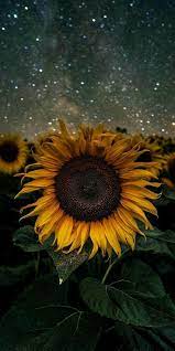 Pin by Christie Lee on Iphone wallpapers | Sunflower wallpaper, Beautiful  wallpapers, Sunflower pictures