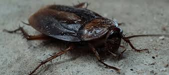 Female palmetto bugs will make one egg capsule of 14 to 16 eggs each week and can lay anywhere from 15 to 90. Are Palmetto Bugs Florida S Most Hated Pest Abc Blog