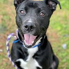 Friends Of Shelter Animals For Cobb In Marietta Georgia In 2020 Animal Shelter Animals Save A Dog