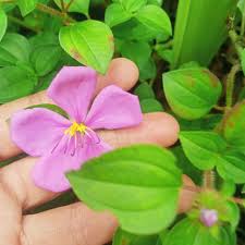 Image result for Heterotis rotundifolia