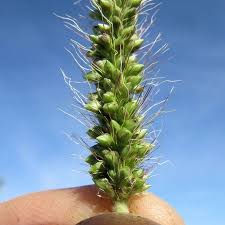 Image result for Setaria incrassata