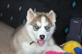 We have seen eyes change color from blue to brown at 10 weeks of age. Why Do Most Dogs Have Brown Eyes Dog Discoveries