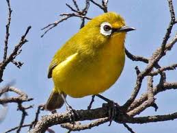 Image result for Vitellariopsis kirkii