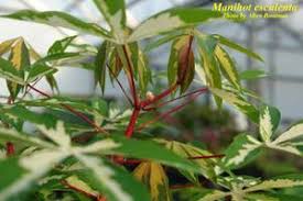 Image result for Manihot esculenta