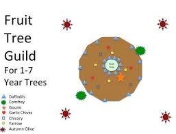 We did not find results for: Companion Planting And Fruit Tree Fair Workshop Great Escape Farms