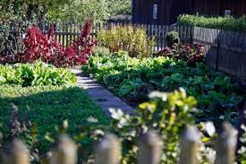 Place the bucket in a sheltered area near your garden. How To Maintain Your Vegetable Garden Tendercare