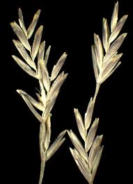 Image result for Andropogon festuciformis