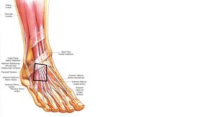 Vanlige symptomer på kink mellom skulderbladene. Vondt I Ankelleddet Vrista Hva Kan Det Vaere Skader Og Mobilitet Fitnessbloggen Forum
