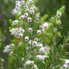 Image result for Erica arborea