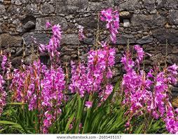 Image result for Watsonia borbonica