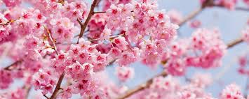 2018 日本 樱花花期 ：根据今年的 日本 樱花花期预测， 日本 樱花将在3月下旬陆续开放。 ç›†æ ½æ—¥æœ¬æ¨±èŠ±æ€Žä¹ˆå…» å…»èŠ±æŠ€å·§ èŠ±è€åŒ 