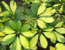 Lo spatifillo è una pianta tropicale molto diffusa come pianta da interni. Schefflera Consigli Coltivazione E Cura