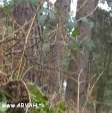 نتیجه تصویری برای مستند خارجی برای <strong>اجنه</strong>