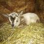 Blue "eyed" Nigerian Dwarf goats for sale from kenai.craigslist.org