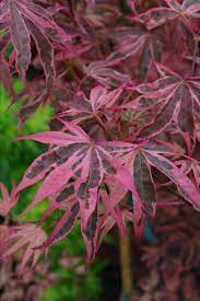 We did not find results for: Shirazz Mendocino Maples Nursery